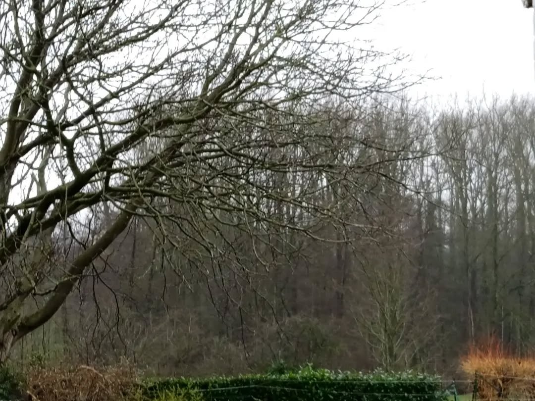 Serenity at the Forest's Edge