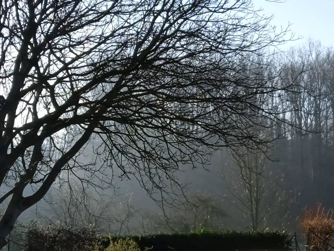 Winter's Silent Canvas