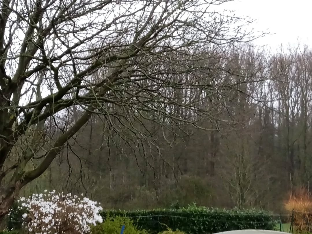 Winter's Silent Sentinel