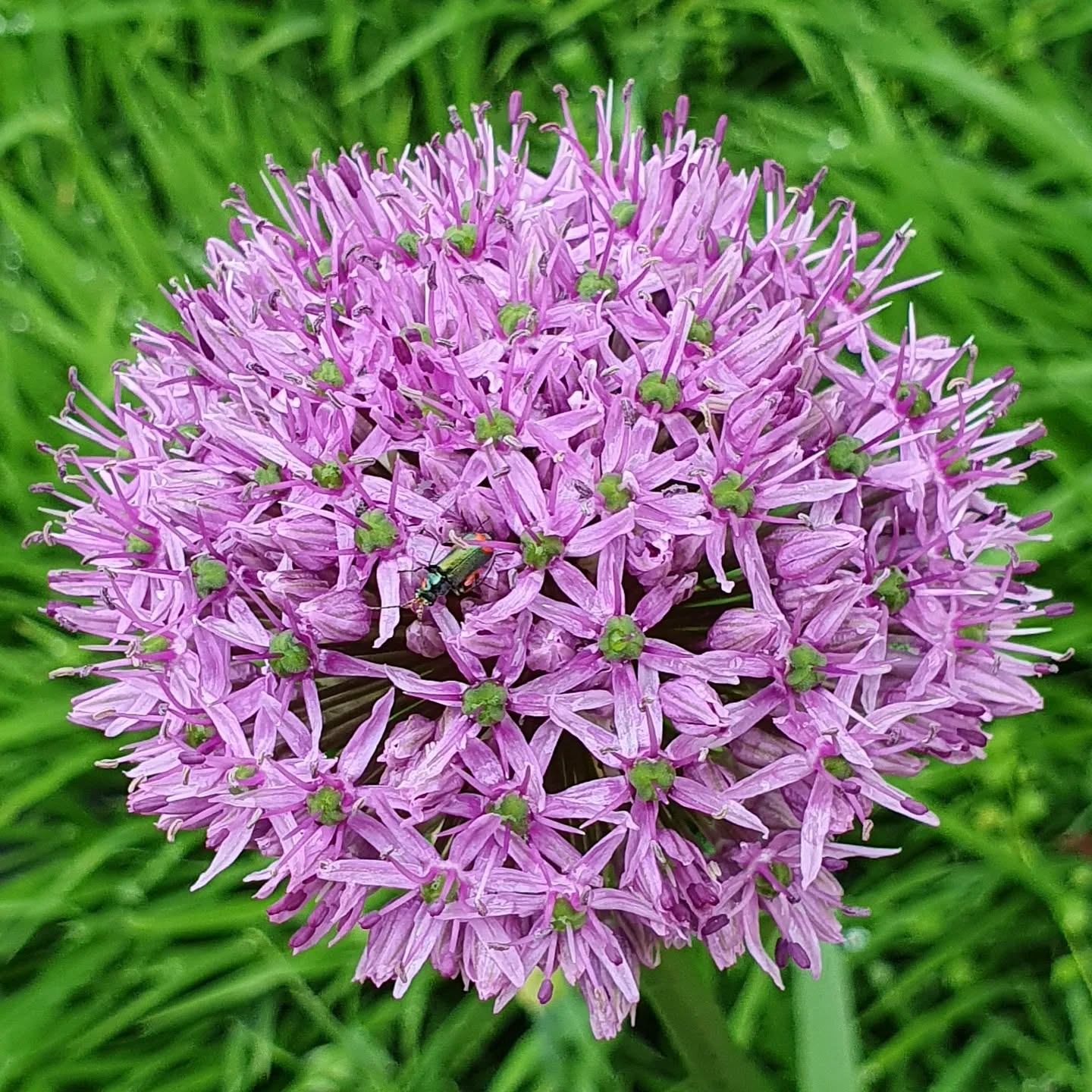 Pink 'n Green 3