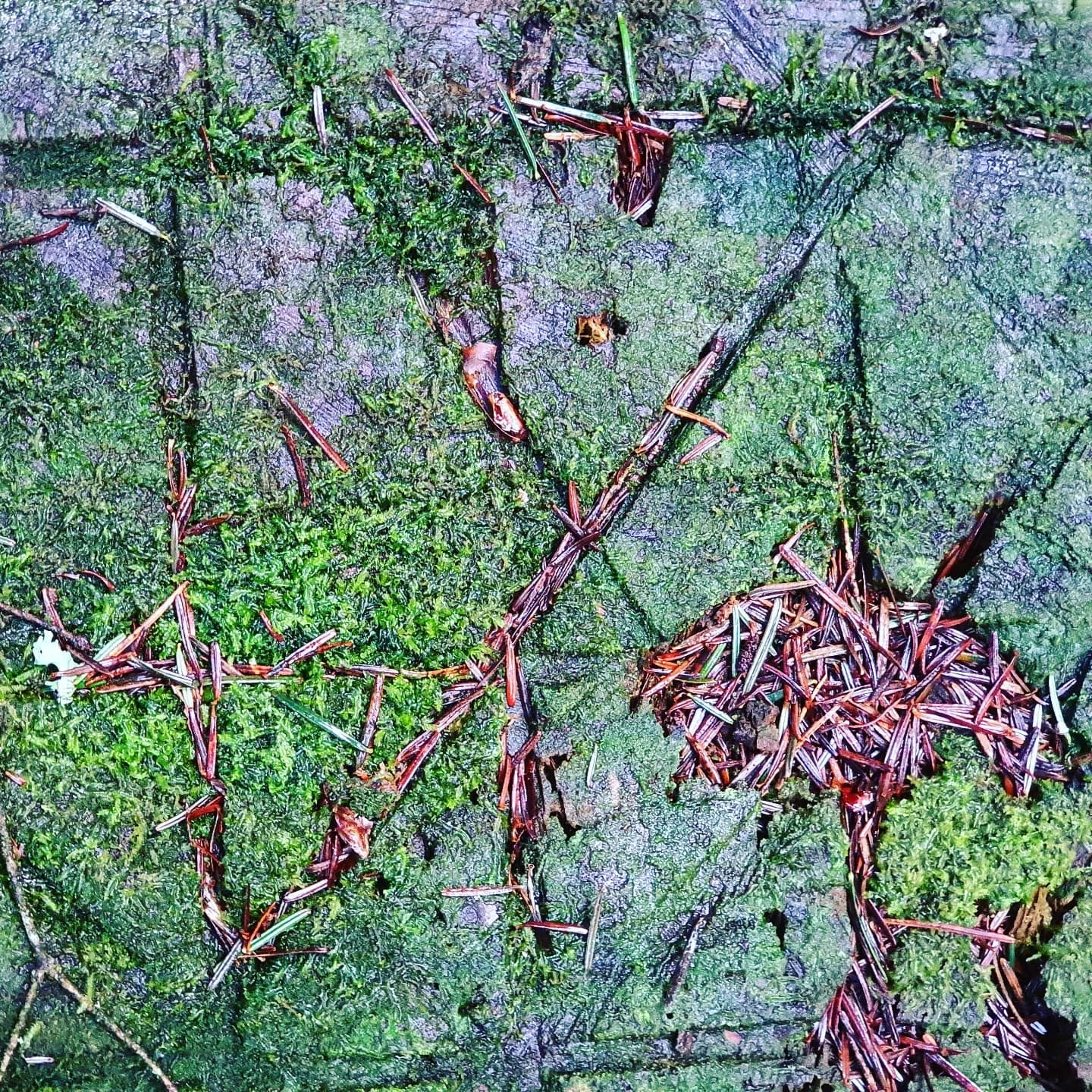 Semiotics of the Forest Floor: A Silent Narrative