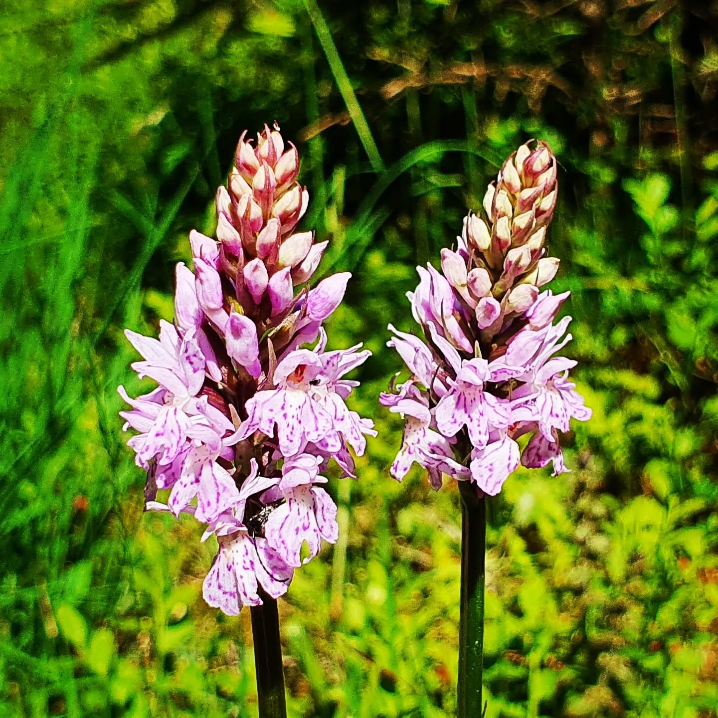 Boy Orchid 1