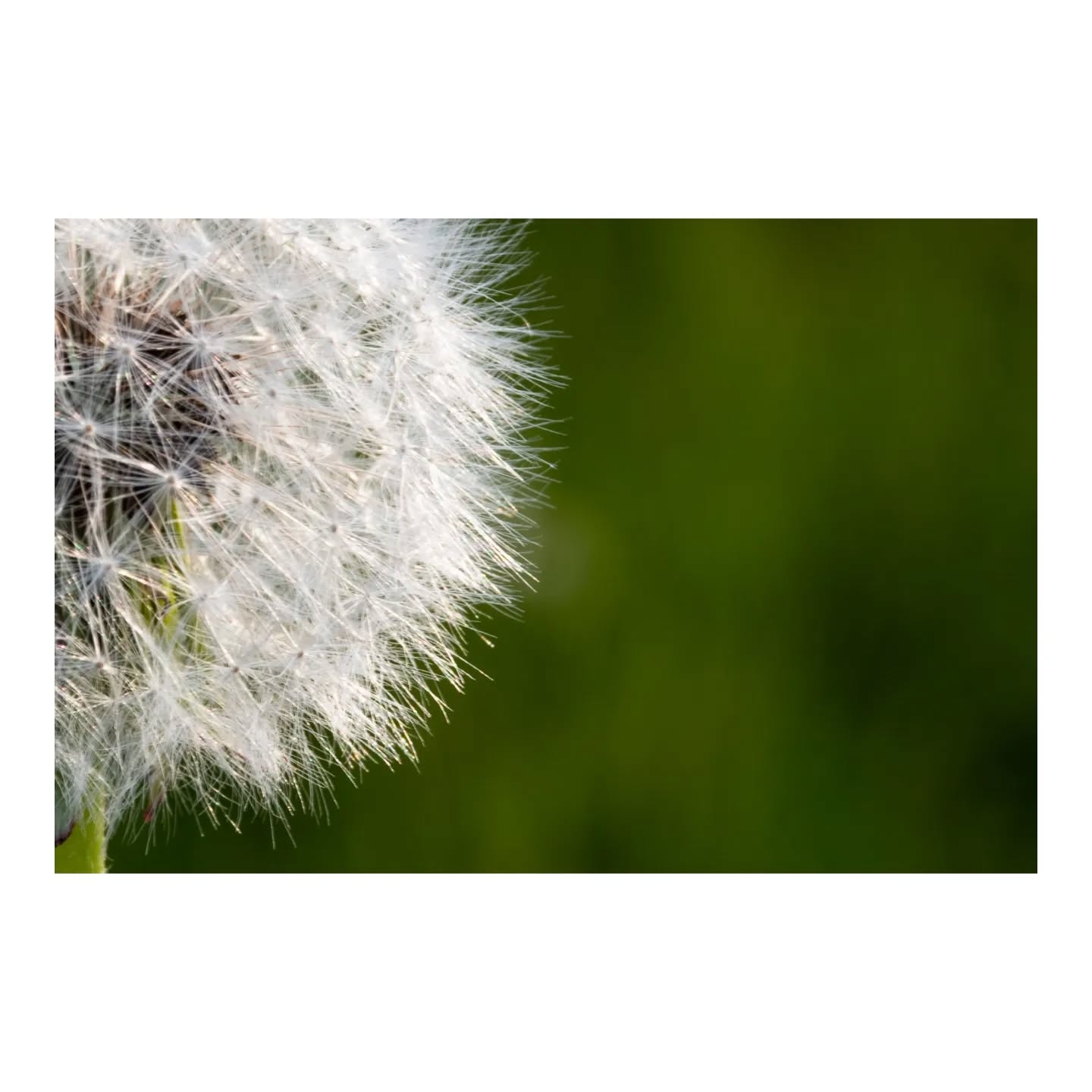 Ephemeral Flight: Dandelion Seeds in Motion