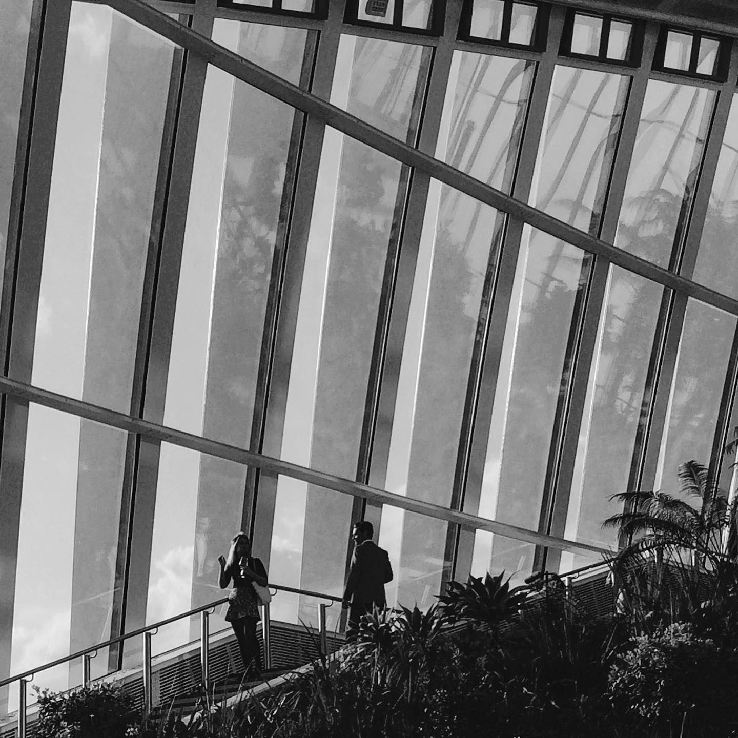 Atrium Contemplation: Serenity in Glass and Green