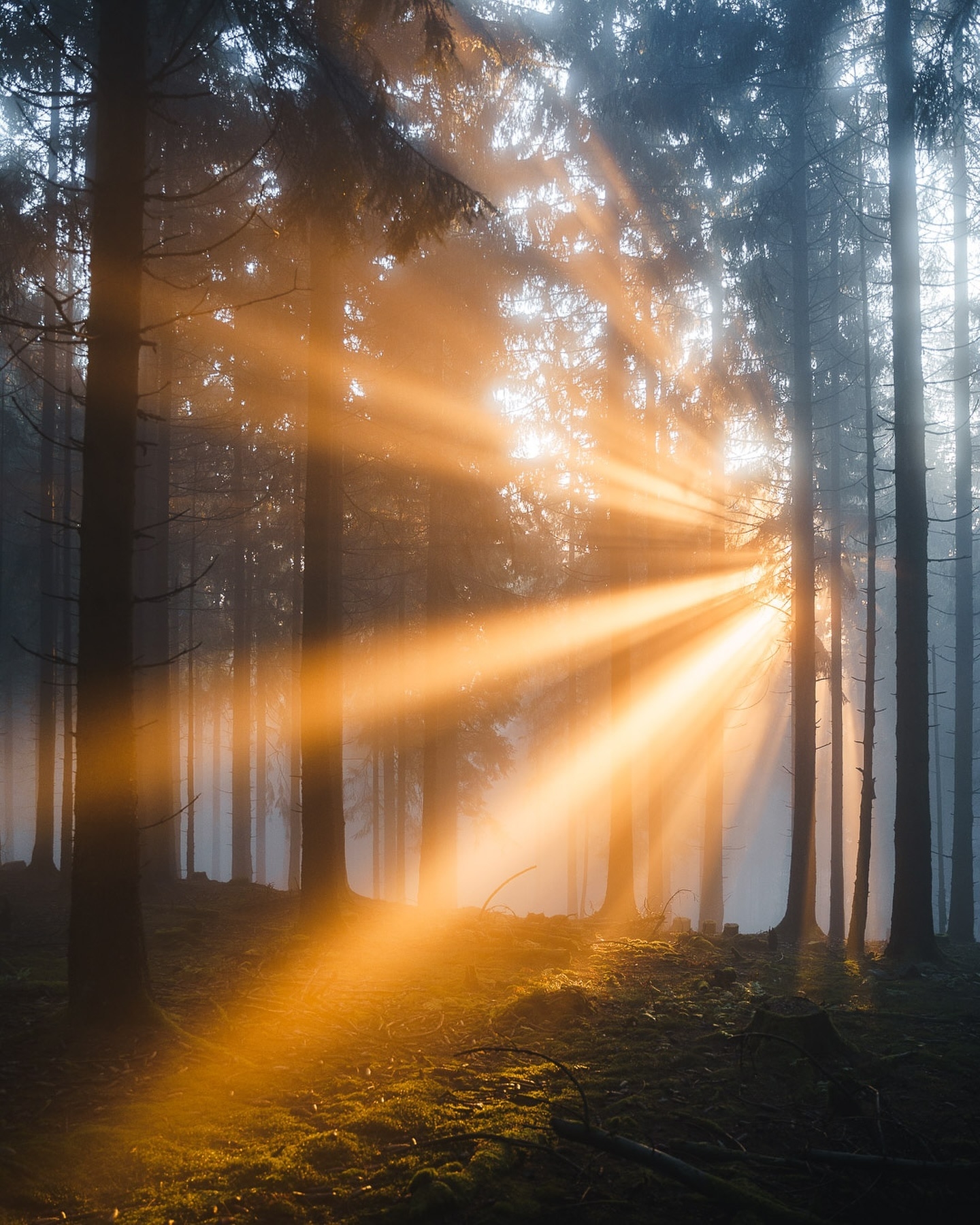 Golden Dawn Embrace: Forest of Light