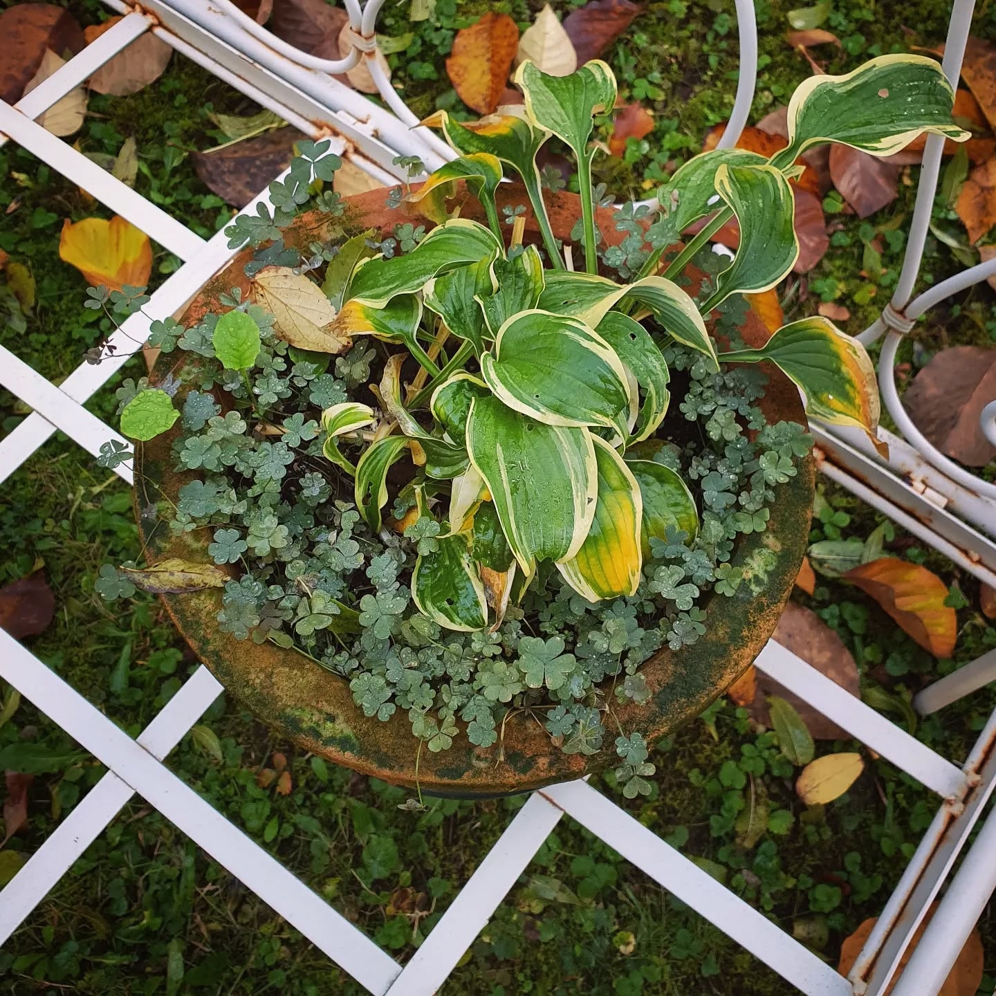 Serene Garden Moment: Hosta and Rustic Frame