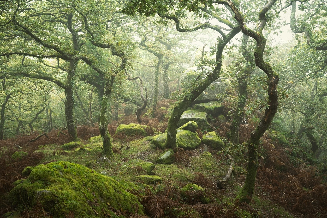 Whispers of the Ancient Grove
