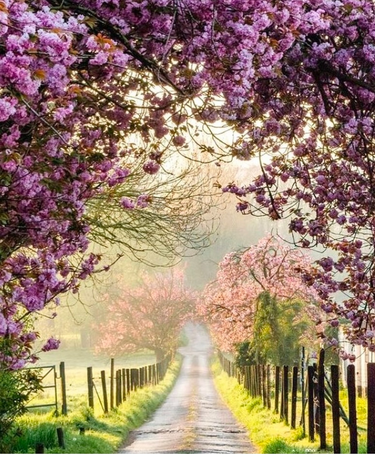 Enchanted Rural Pathway