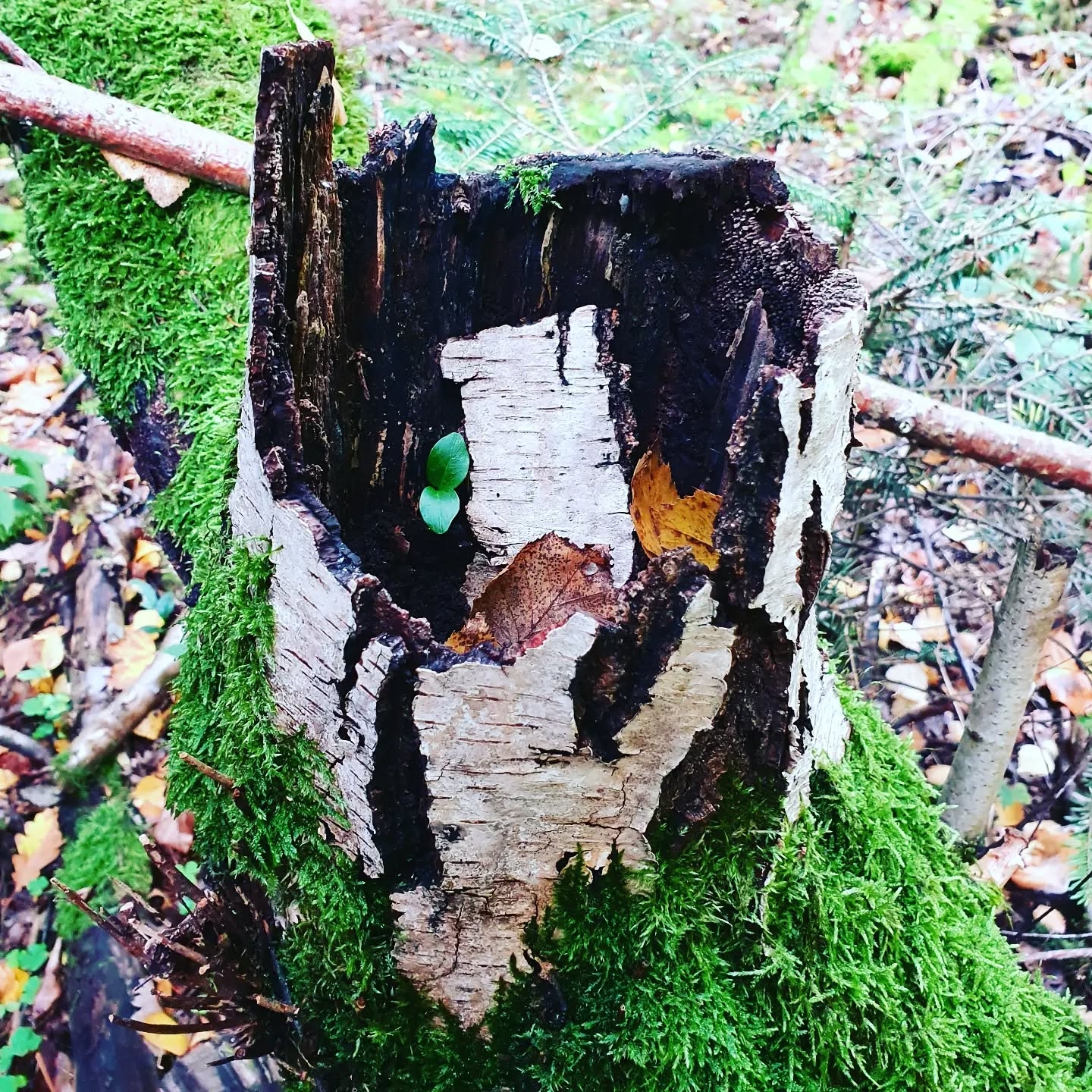 Decay and Regeneration: The Birch Stump