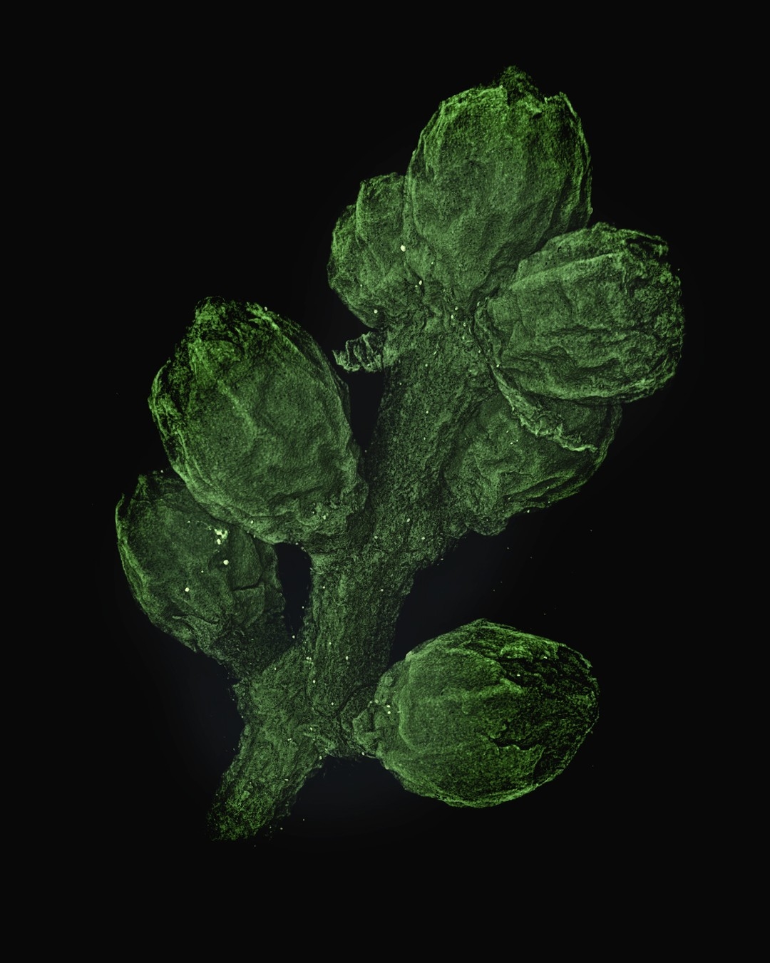 Unnatural Studies: Artichoke Bud's Microscopic Elegance