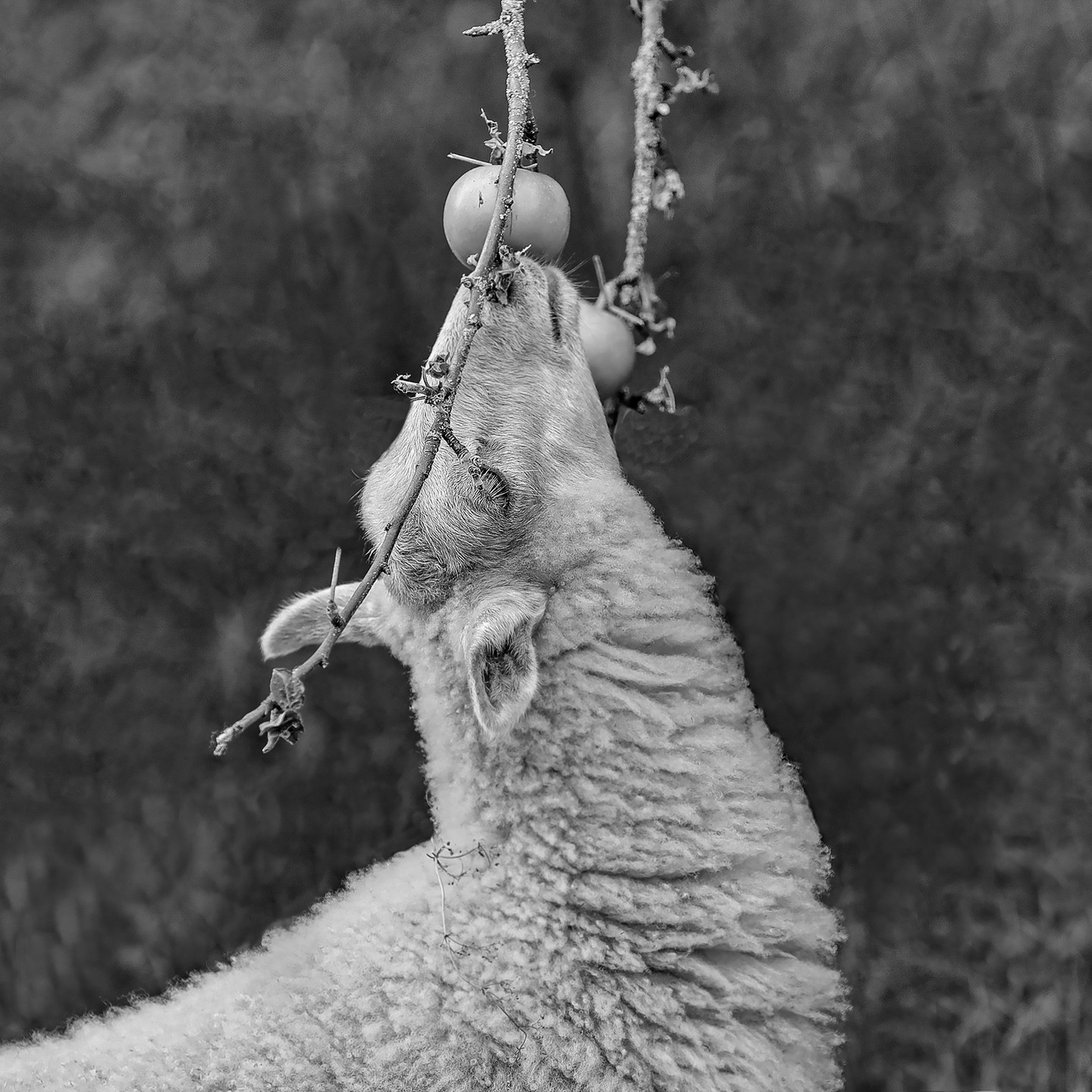 Serenity in the Grove: A Sheep's Delicate Feast