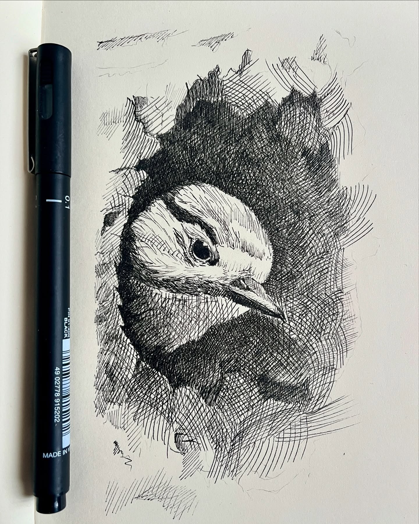 Peeking Bird: A Study in Ink
