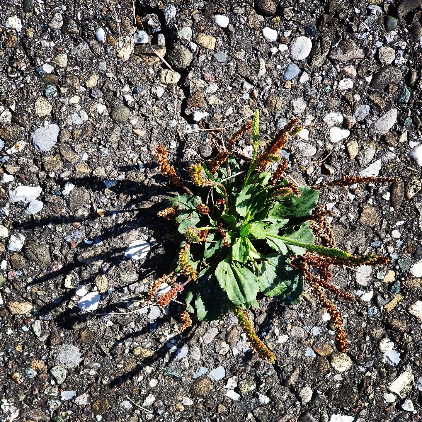The Crack Where Life Gets In