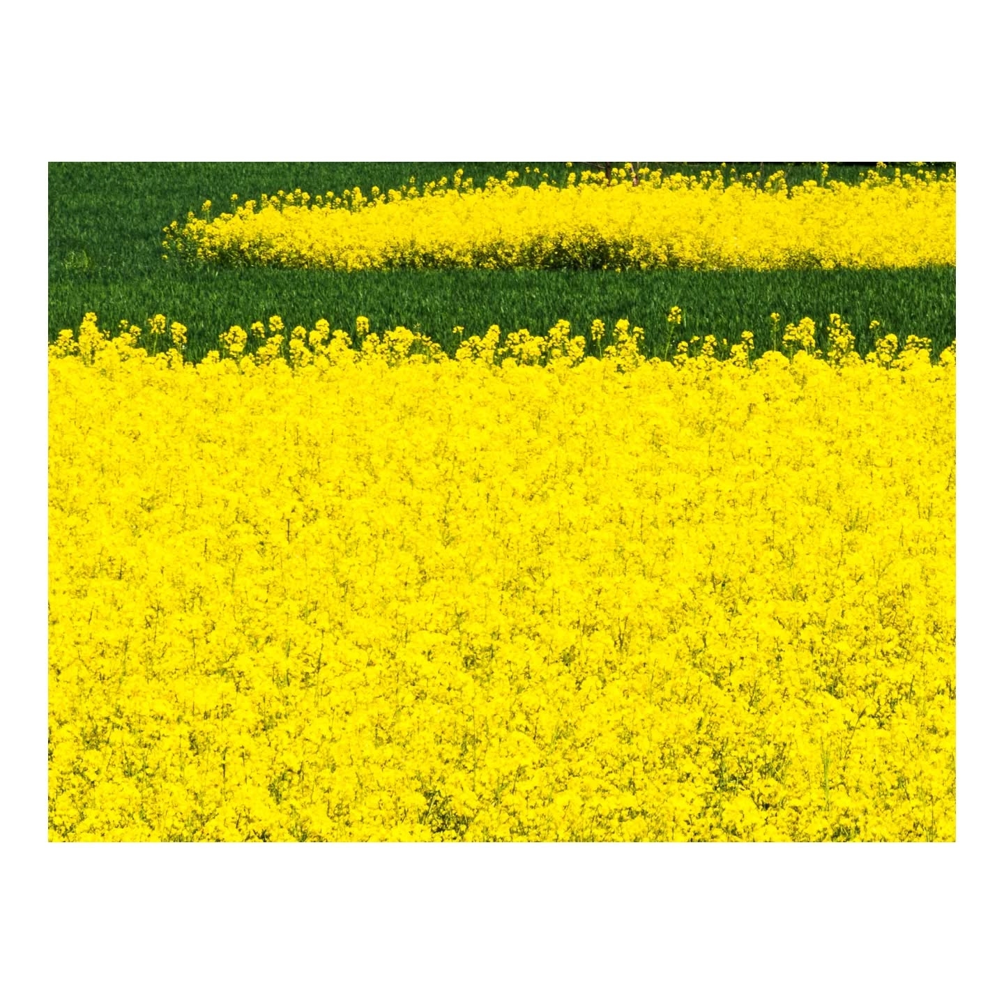 Golden Horizon: A Sea of Rapeseed Flowers