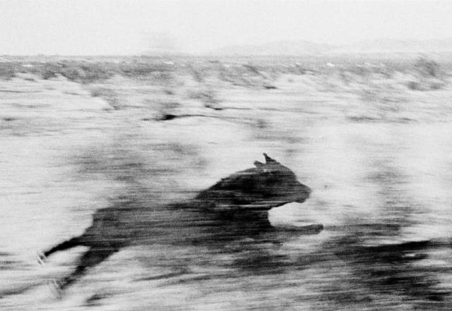 Mid-Stride Elegance: A Feline's Momentum in Snow