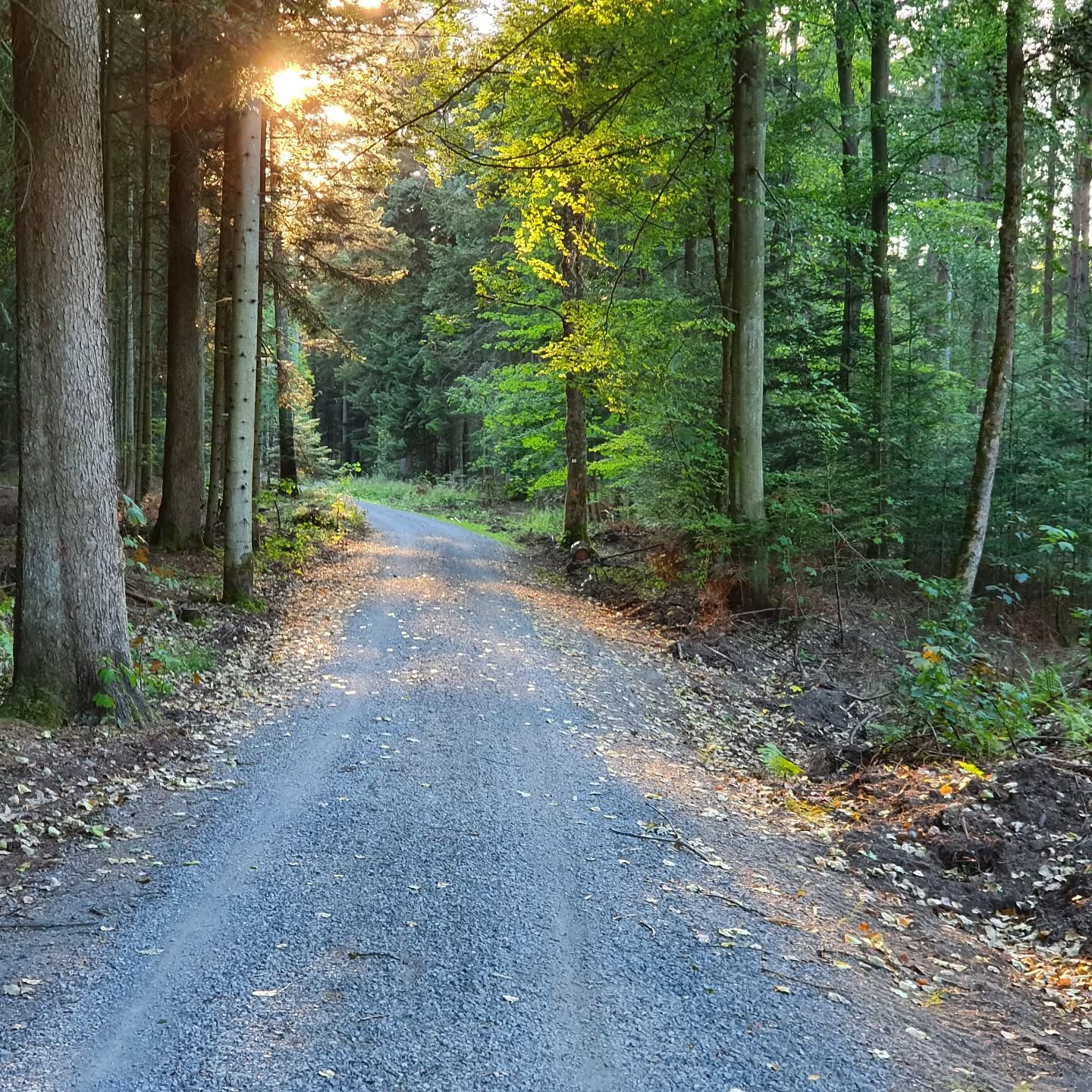 Golden Path: A Forest Farewell