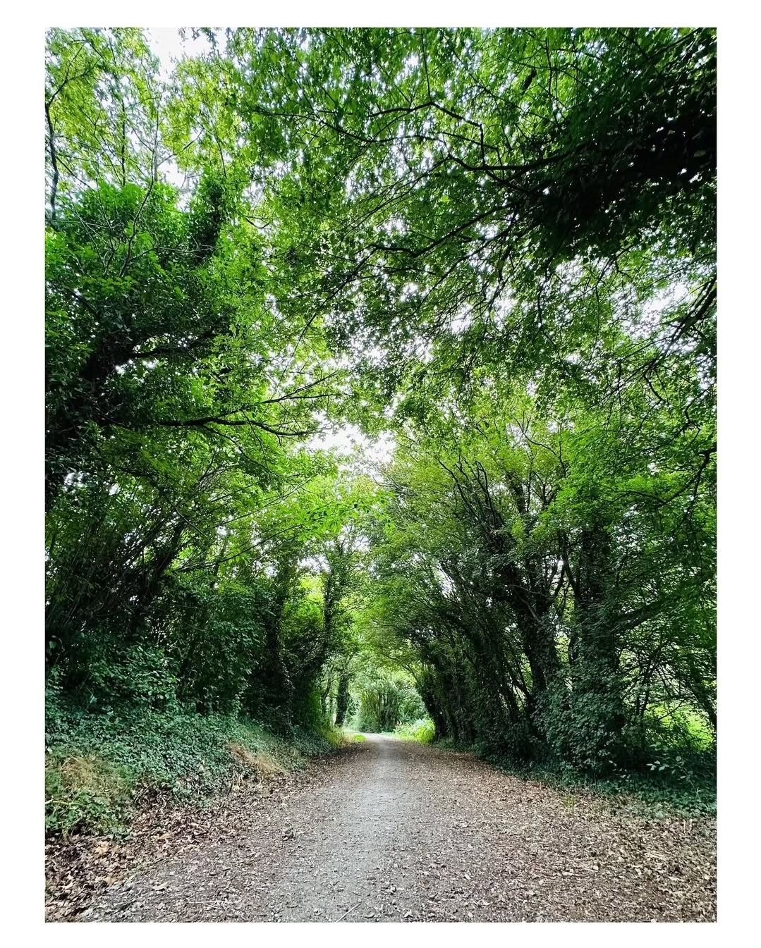 Green Pathways: Serene Forest Trail