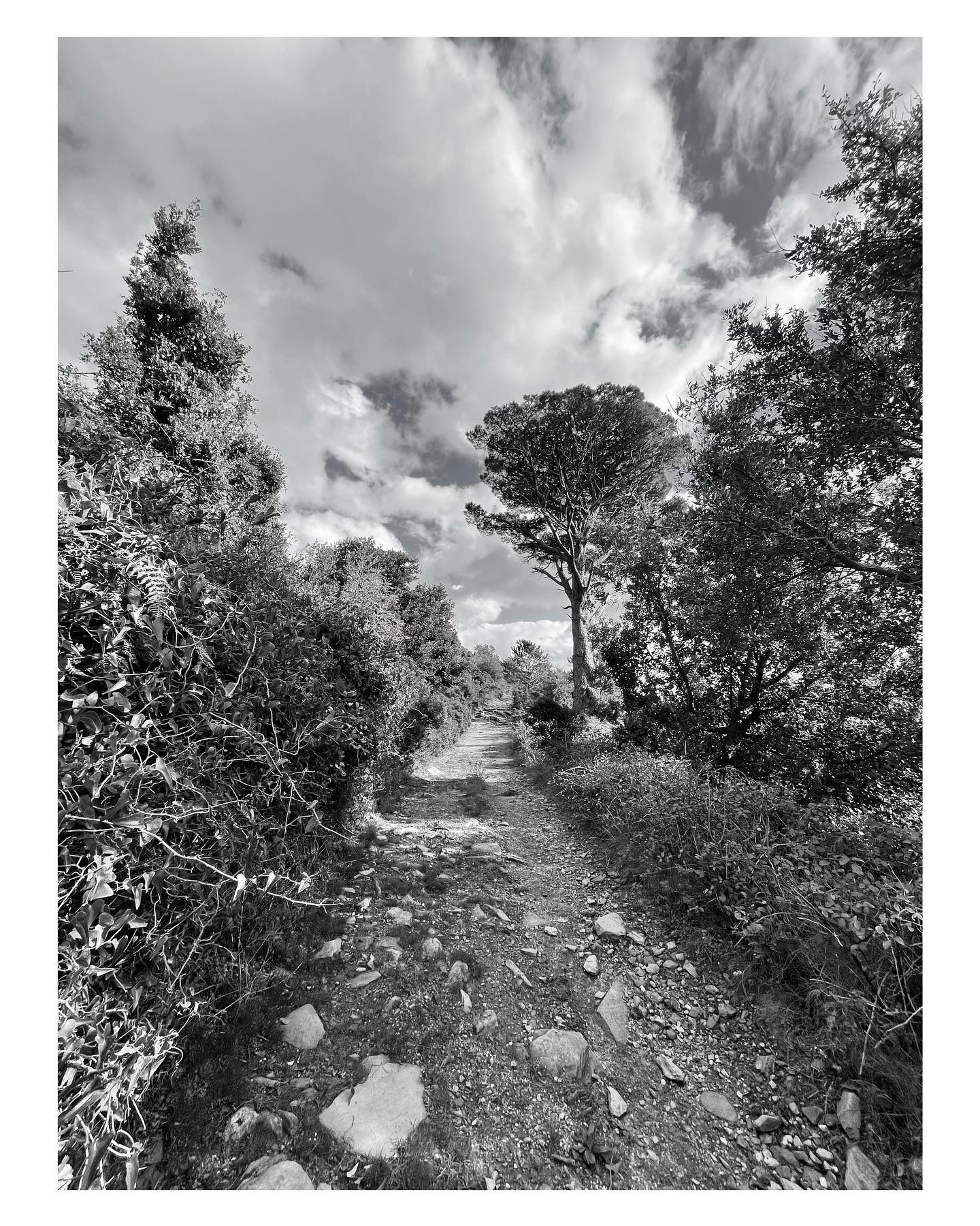 Run Run Run: Serene Path Through the Forest