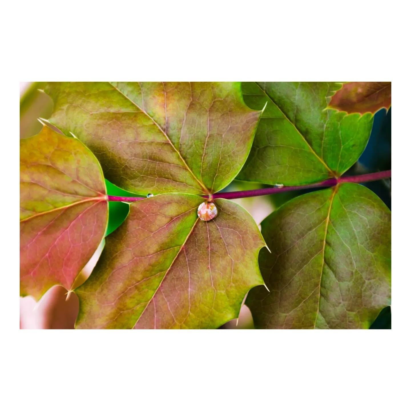 Rain Drop on Crimson Maple Leaf