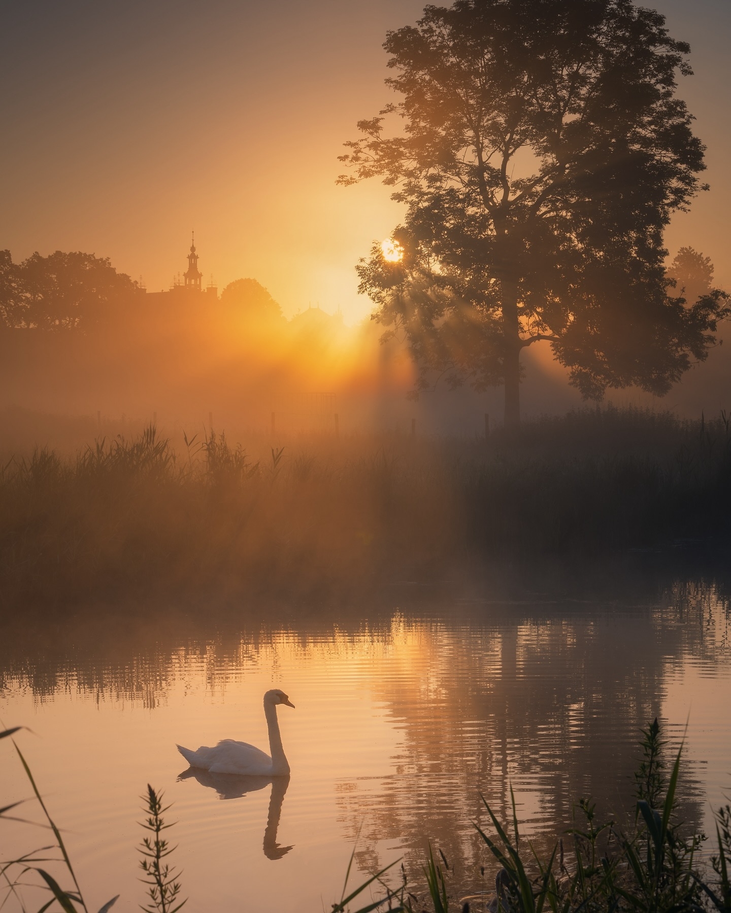 Serene Sunset: White Swan in Tranquil Waters 🌞