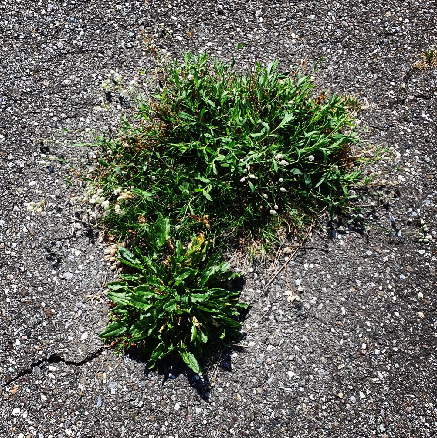 The Crack: Where Life Gets In (II)