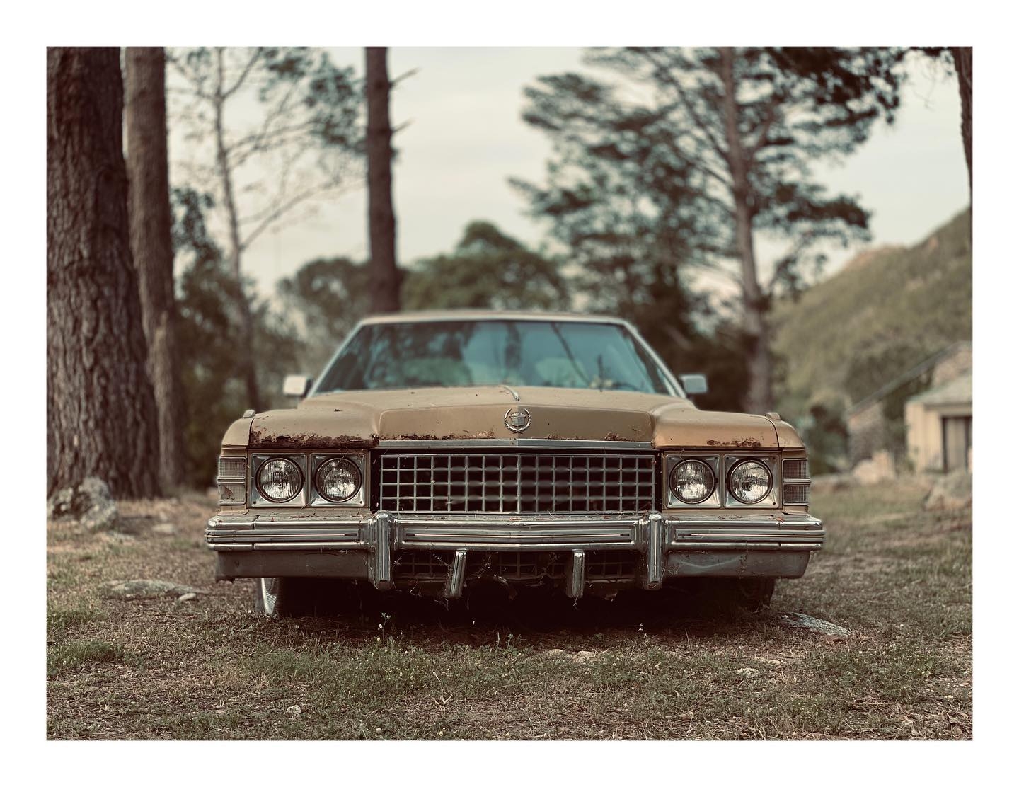 Forgotten Elegance: A Cadillac's Last Stand