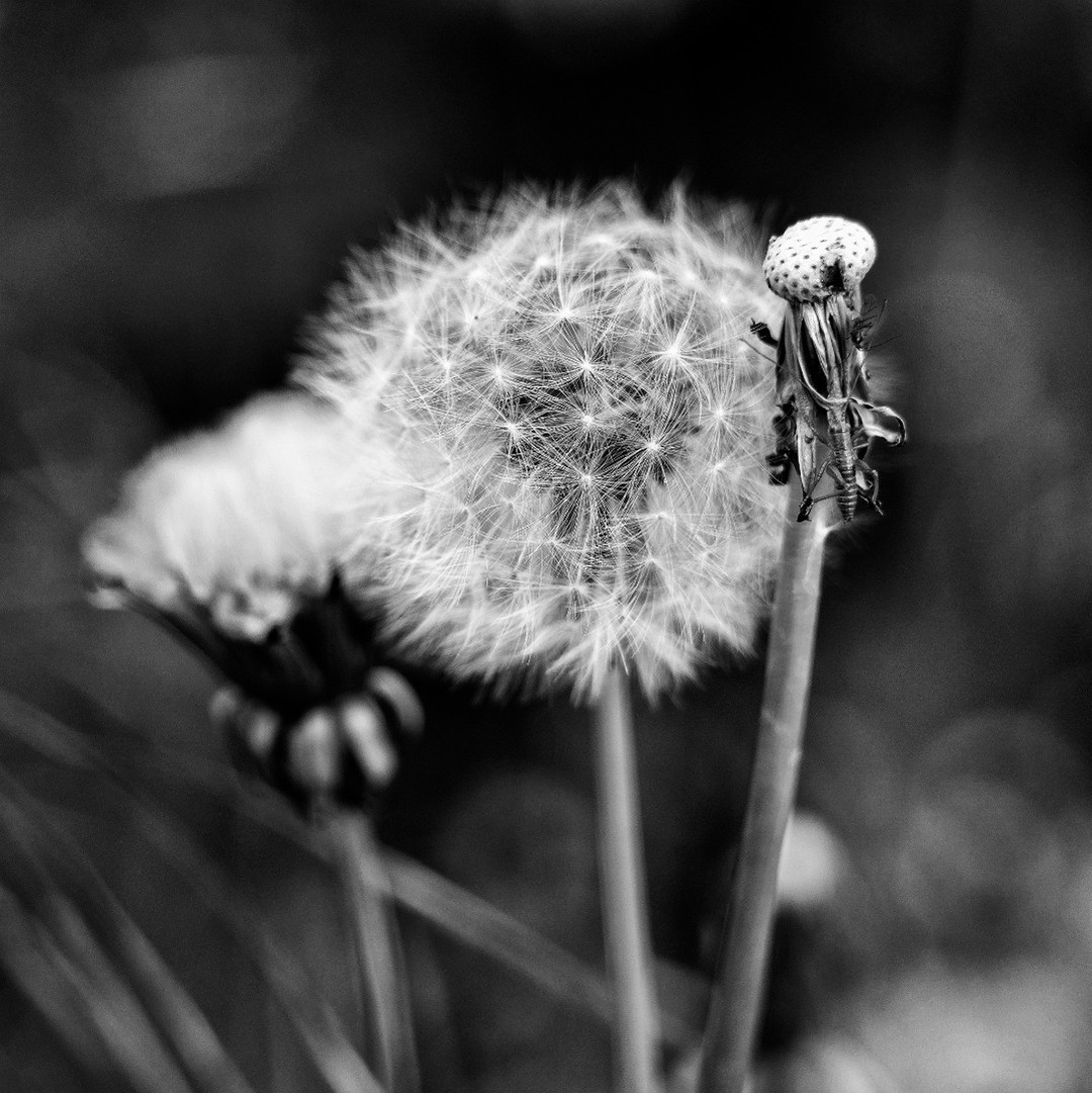 Whispers of Transition: Dandelion Ephemera