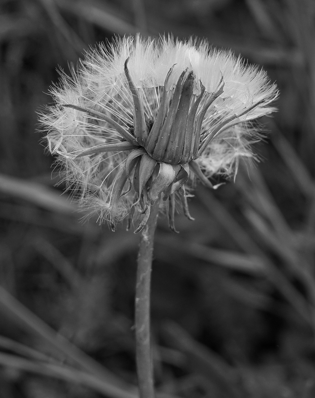 Ethereal Delicacy: Dandelion's Whisper