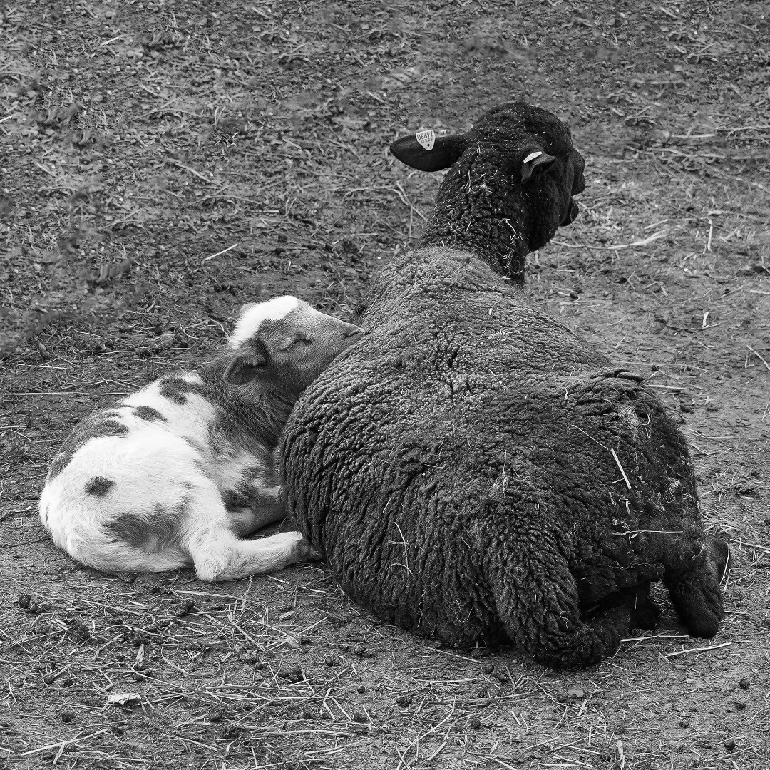 Spring Serenity: A Mother and Lamb's Quiet Bond