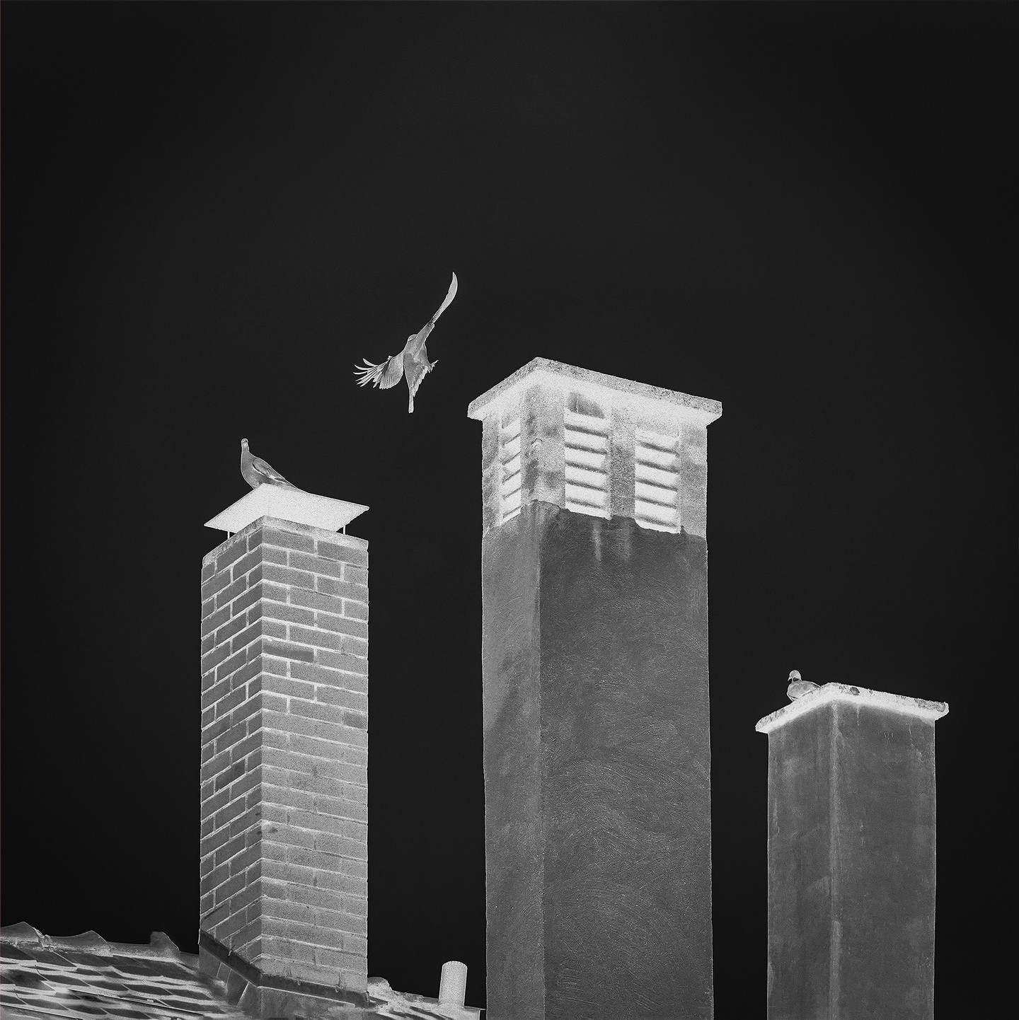 Dervish Dove: Urban Silhouettes