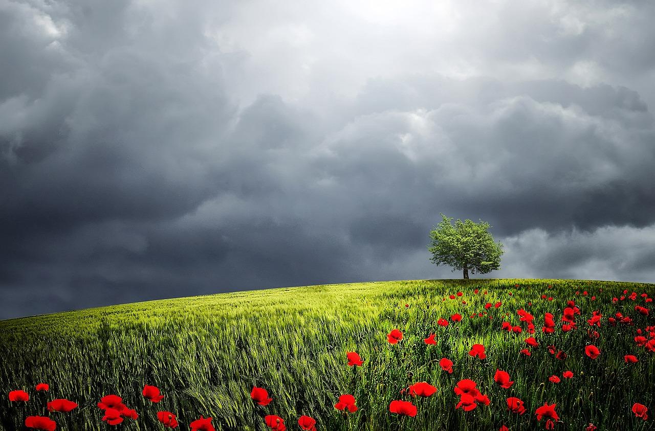 Discover Captivating Photography